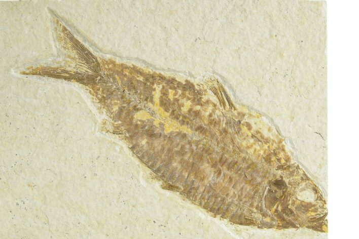 Detailed Fossil Fish (Knightia) - Wyoming #363797